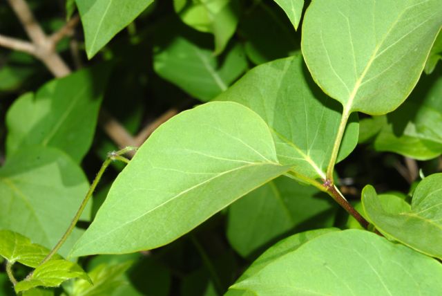 Syringa vulgaris / Lill, Serenella